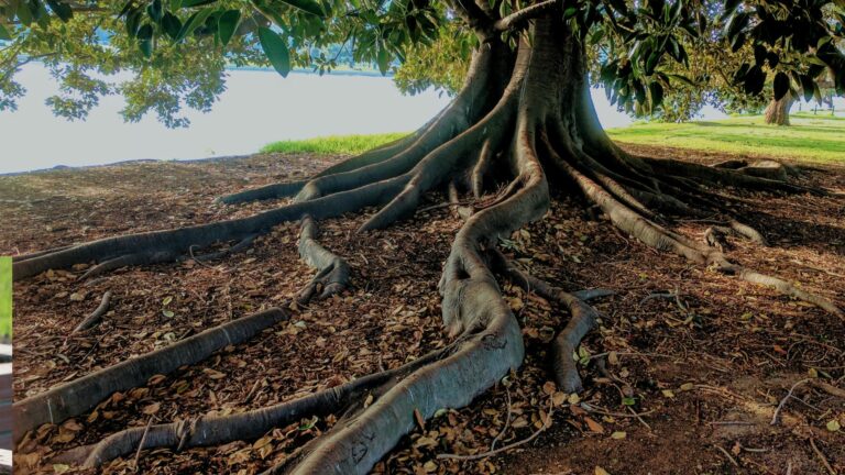 Gray Trunk Green Leaf Tree