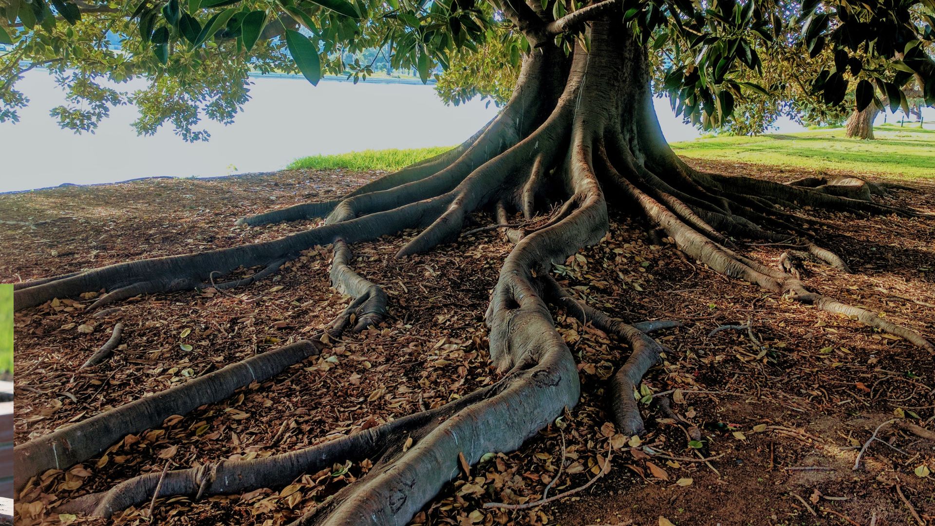 13 Clear Signs It’s Time To Remove A Tree From Your Yard (And 3 When You Should Wait)