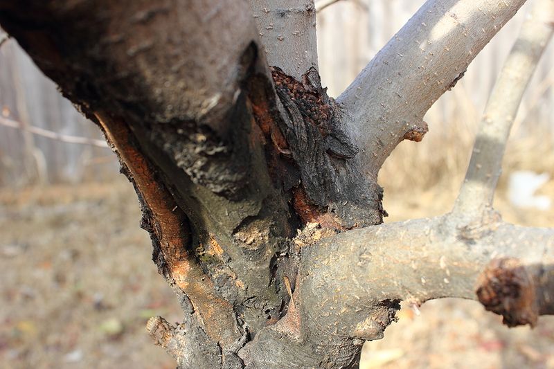 Significant Trunk Damage Reveals The Tree's Inner Layers