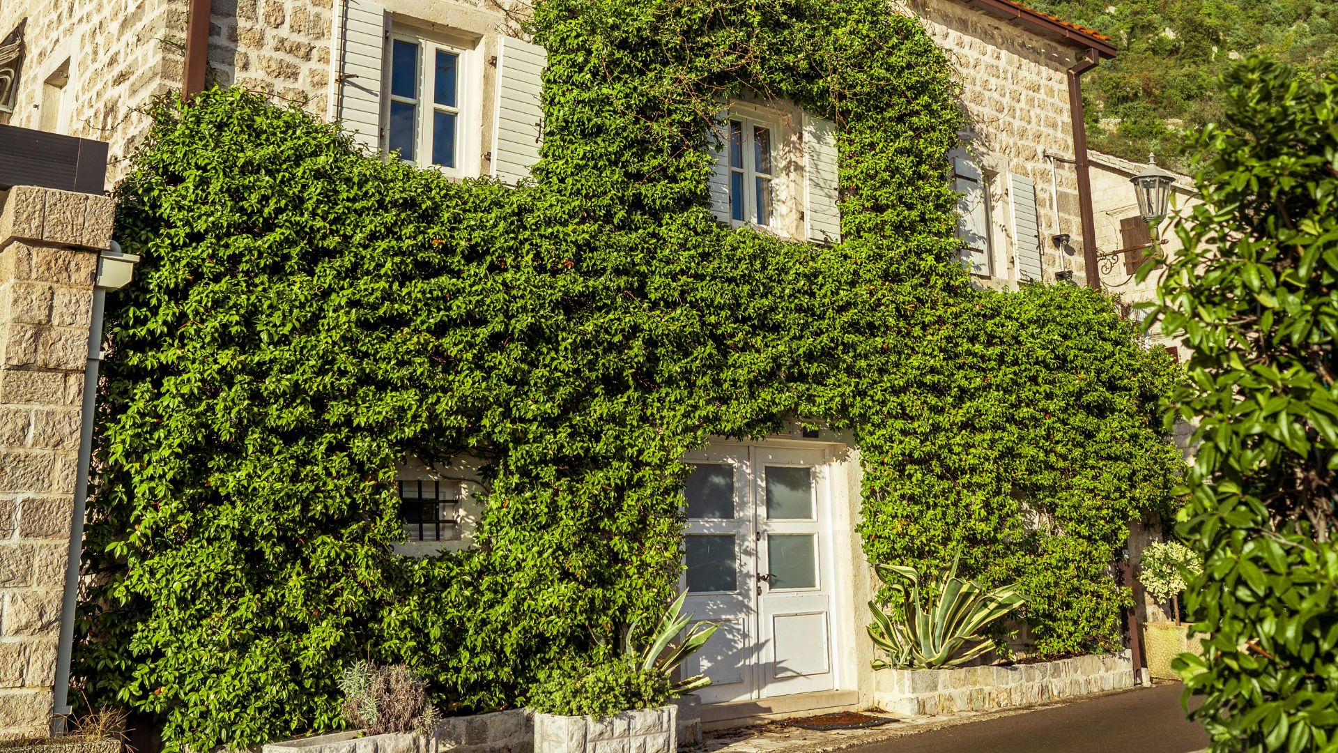 13 Common Front Yard Plants That Drag Down Your Curb Appeal (And 5 Plants To Grow Instead)