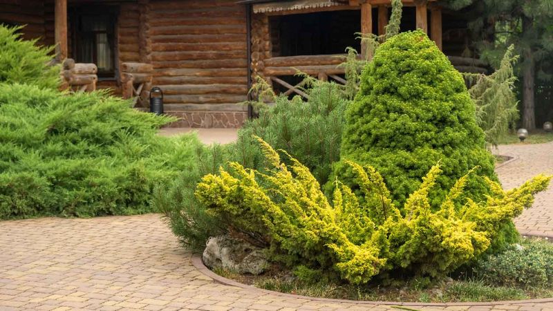 Overgrown Junipers
