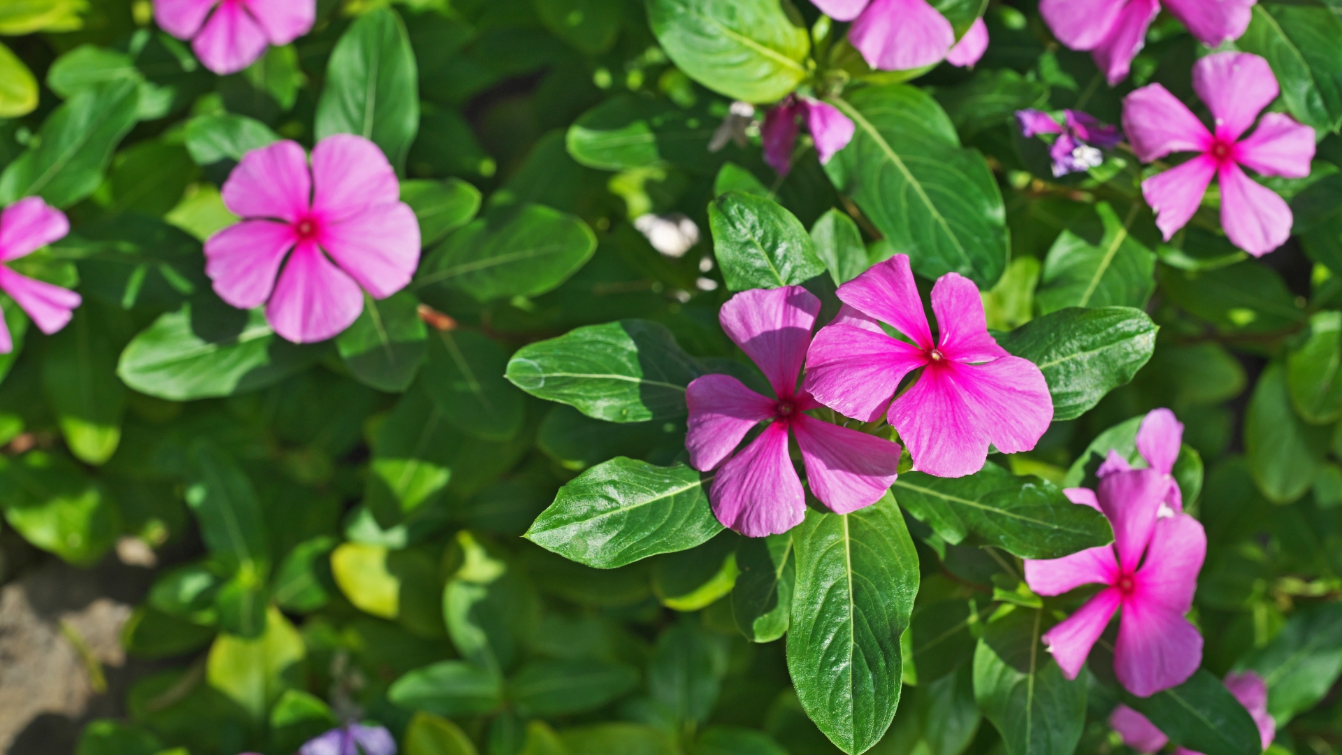 13 Common Ground Cover Plants That Aren’t Worth Putting In Your Yard (And 4 To Grow Instead)