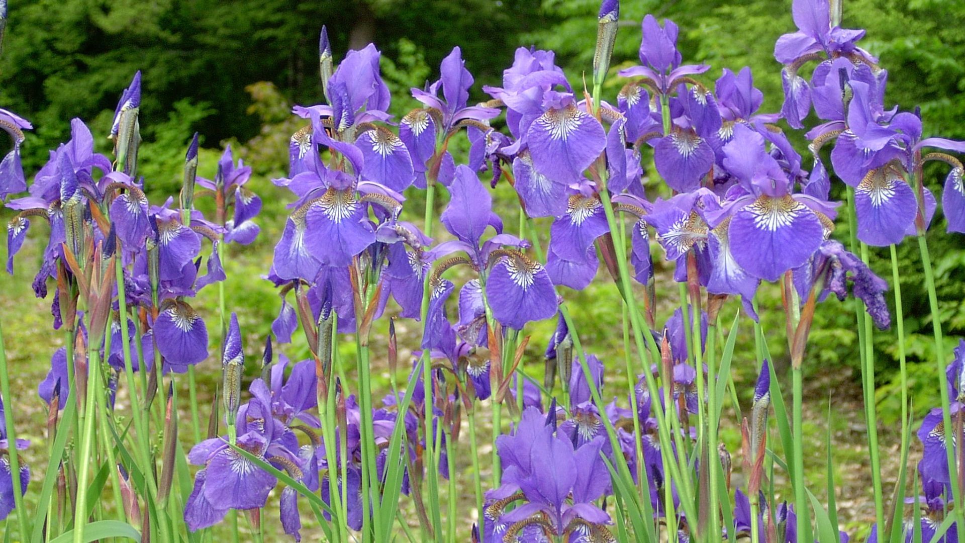 iris flowers