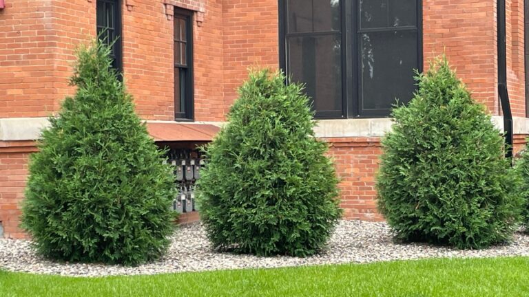 leyland cypress plants