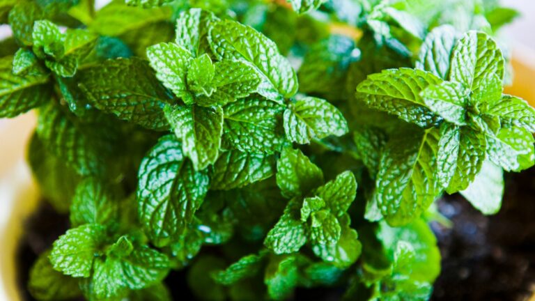 Growing Mint in garden