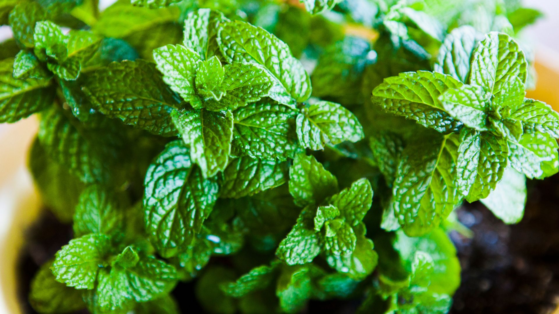 13 Downsides To Growing Mint Every Gardener Should Know (And 3 Ways To Keep It Under Control)