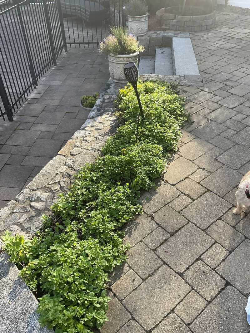 Aggressive Spreading Habits