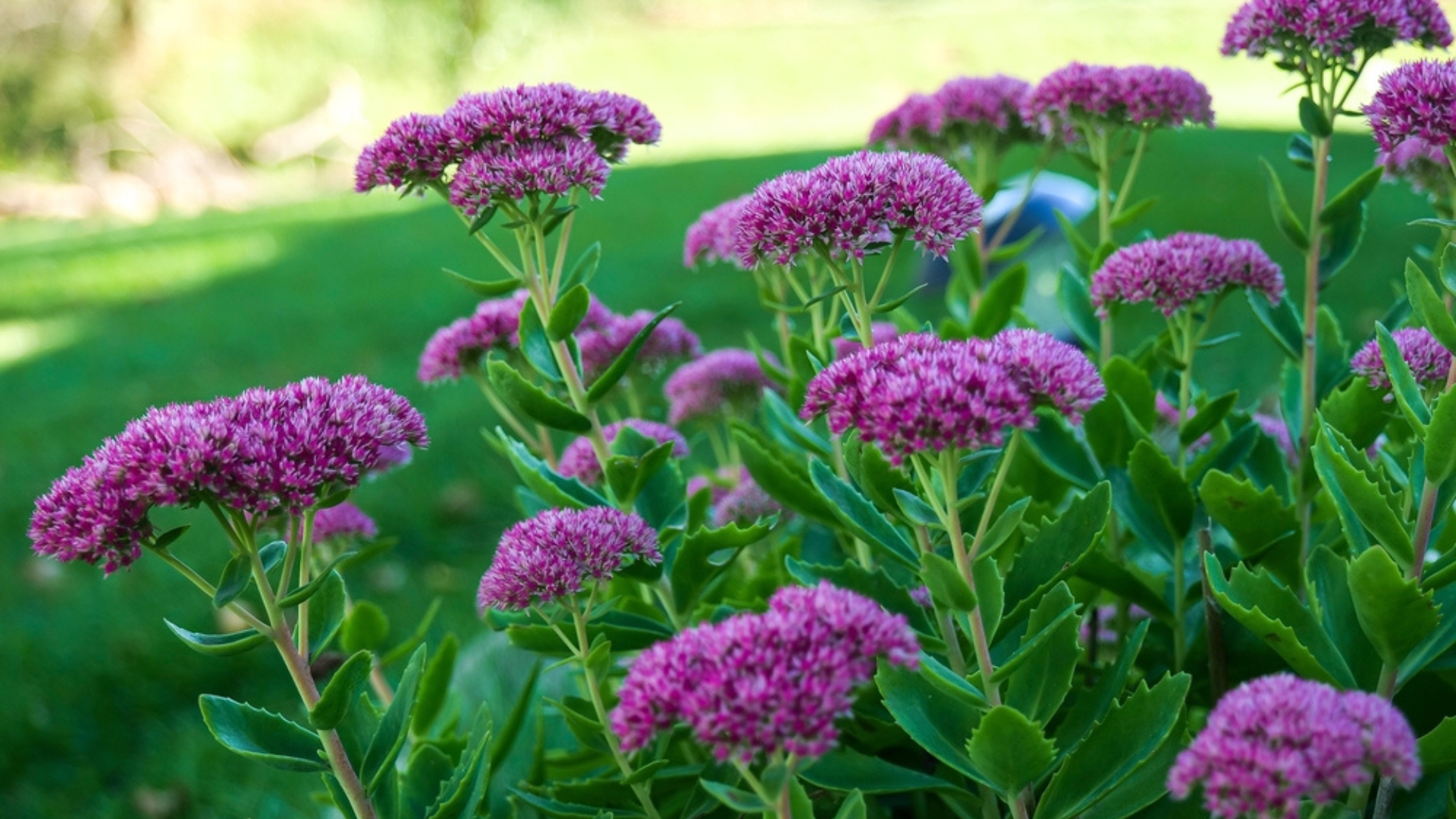 yarrow flowers