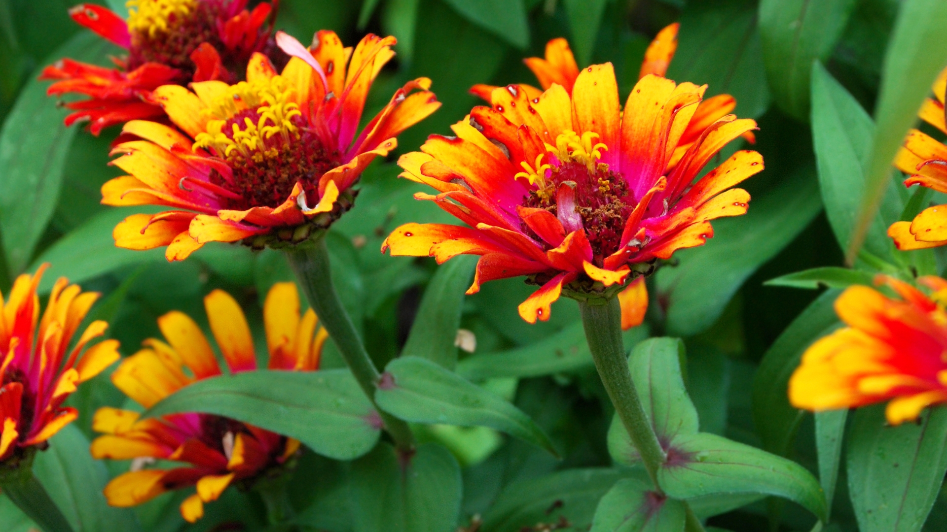 blanket flower