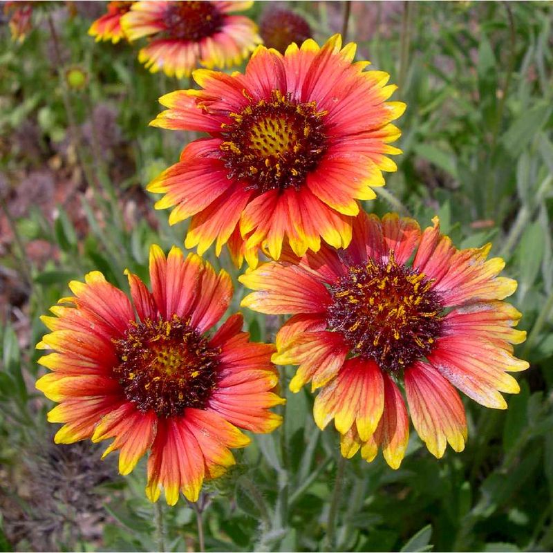 Blanket Flower