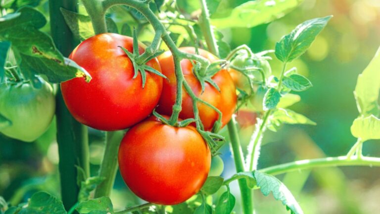 ripe tomatoes on a plant