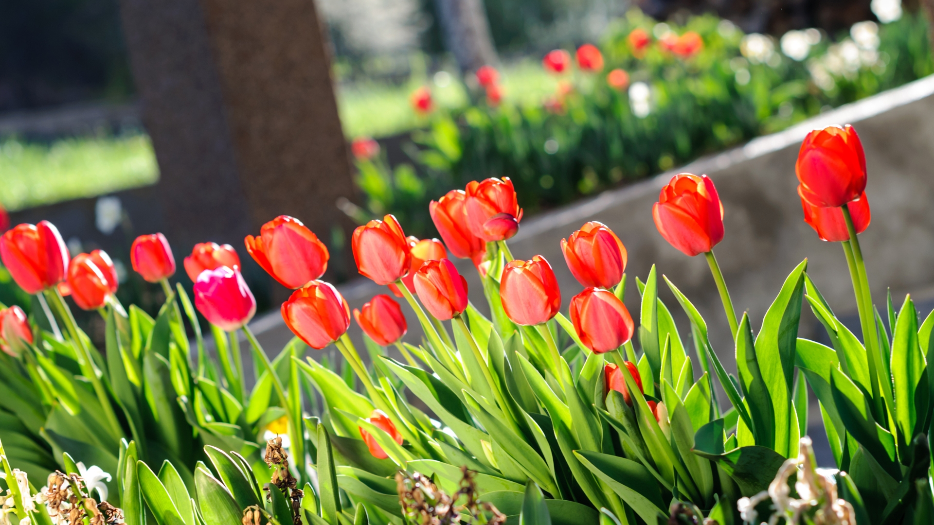 13 Mistakes to Avoid When Planting or Caring for Tulips