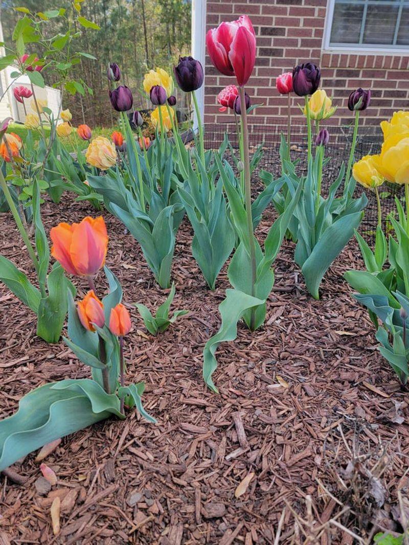 Planting at the Wrong Time