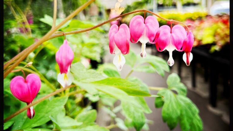 bleeding heart plant