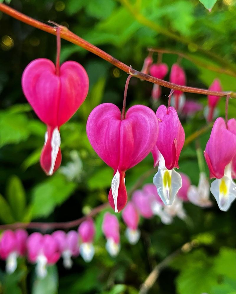 Bleeding Heart: The Romantic Slow-Spreader