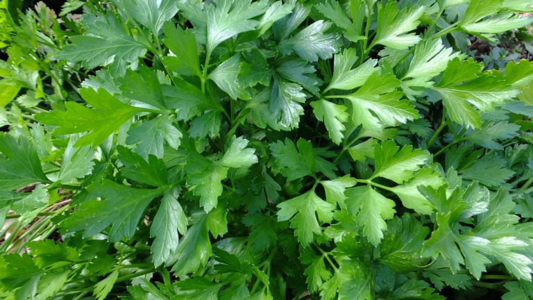 Parsley
