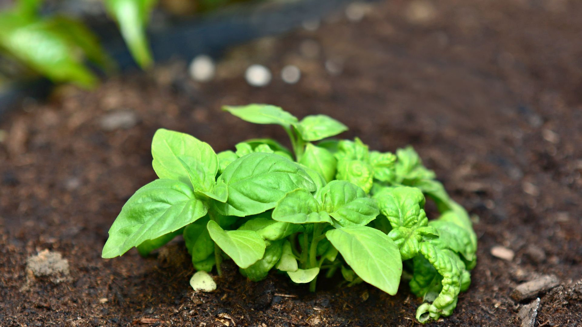basil plant