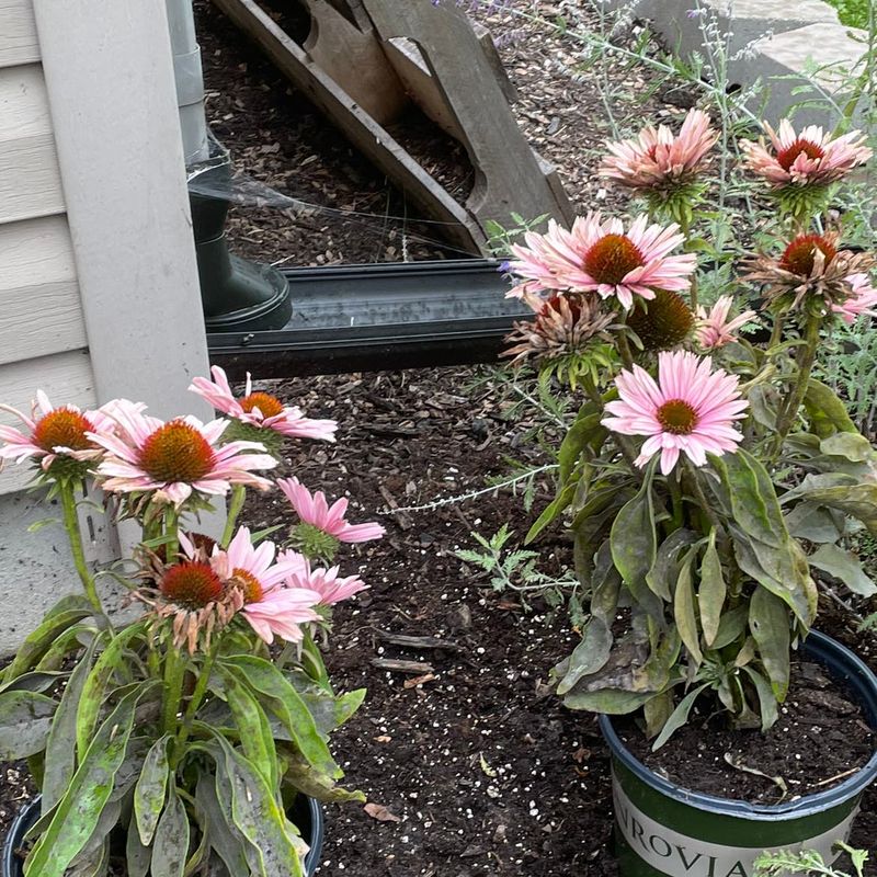 Soggy, Poorly-Drained Soil