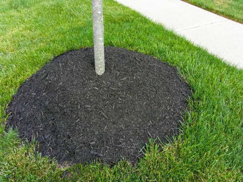 Grass Creates Underground Competition
