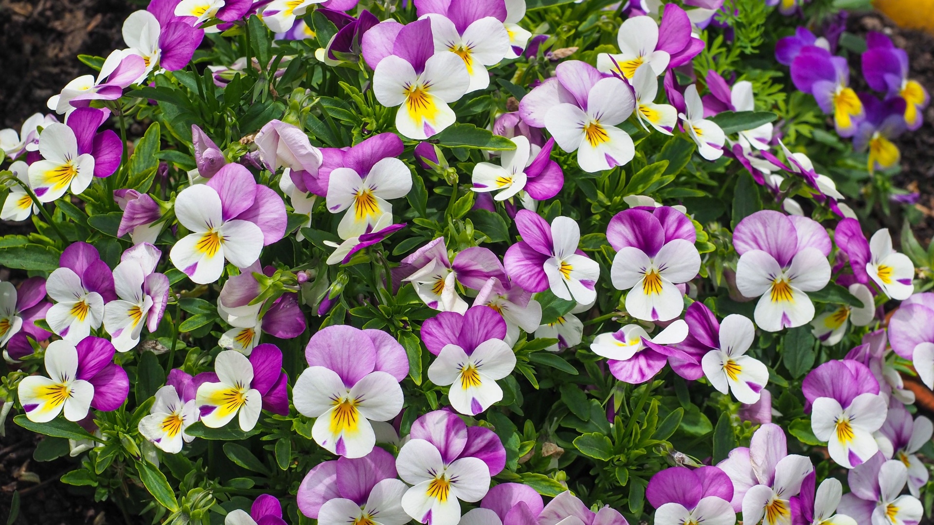 purple and white violet plant flowers