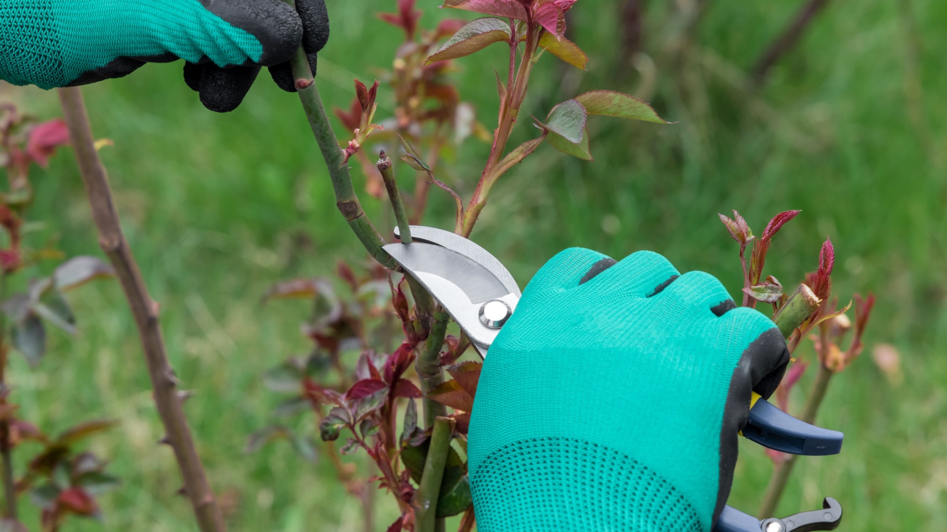 gardener prunes roses with shears