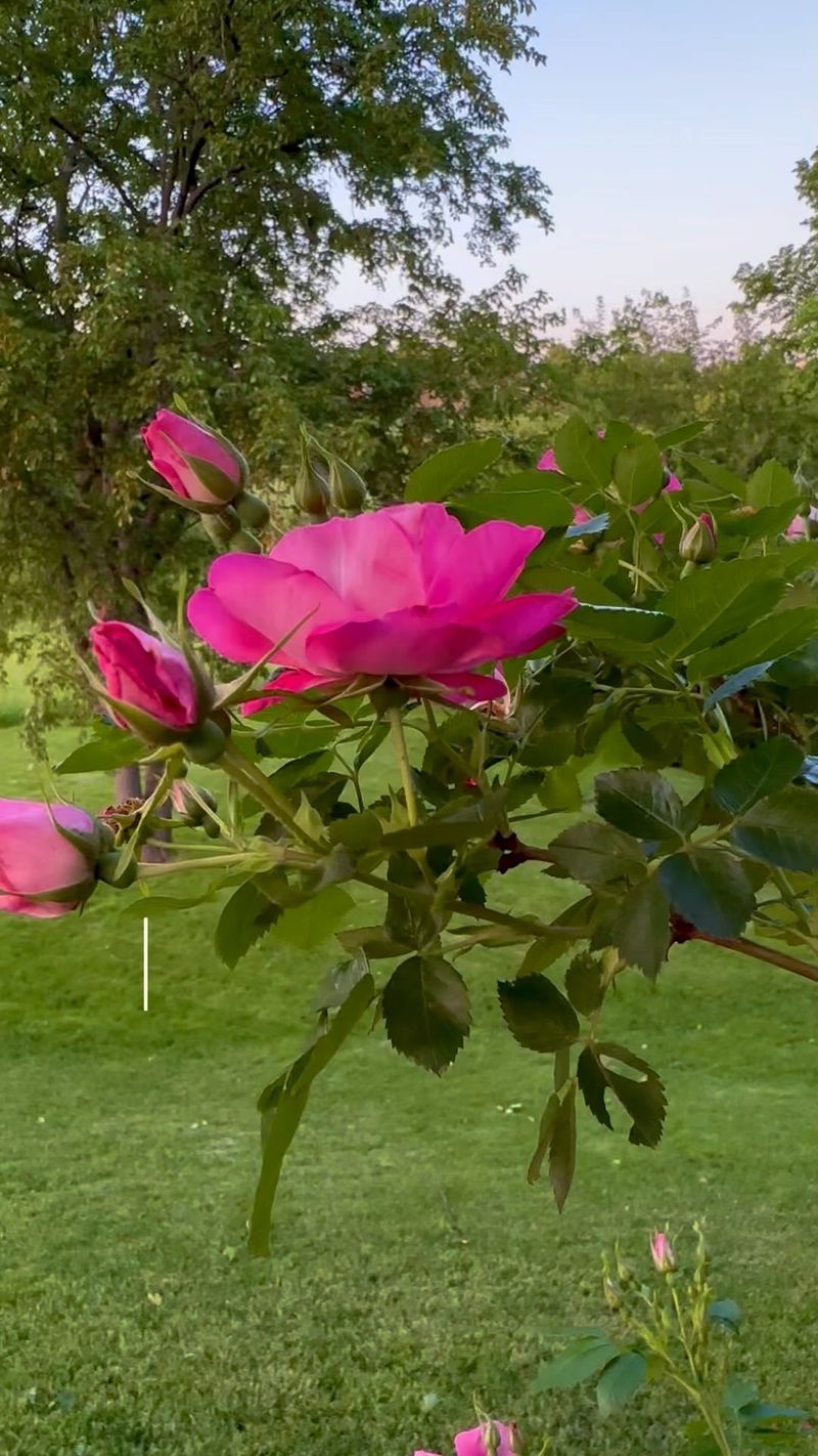 Rose Bushes Wilt Without Sun