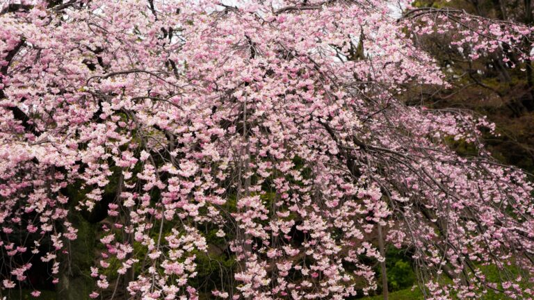 weeping cherry