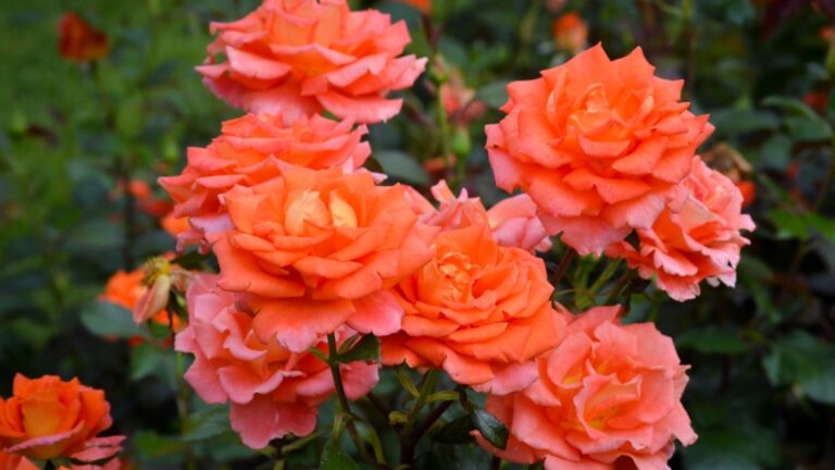 rose plant in full bloom