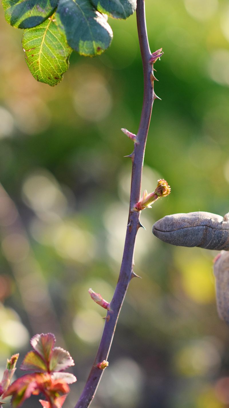 Fertilize in Early Spring When New Growth Appears