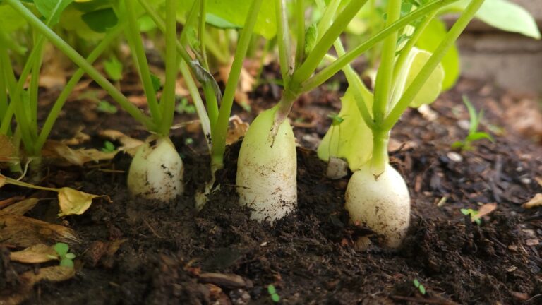 in-ground grown white radishes