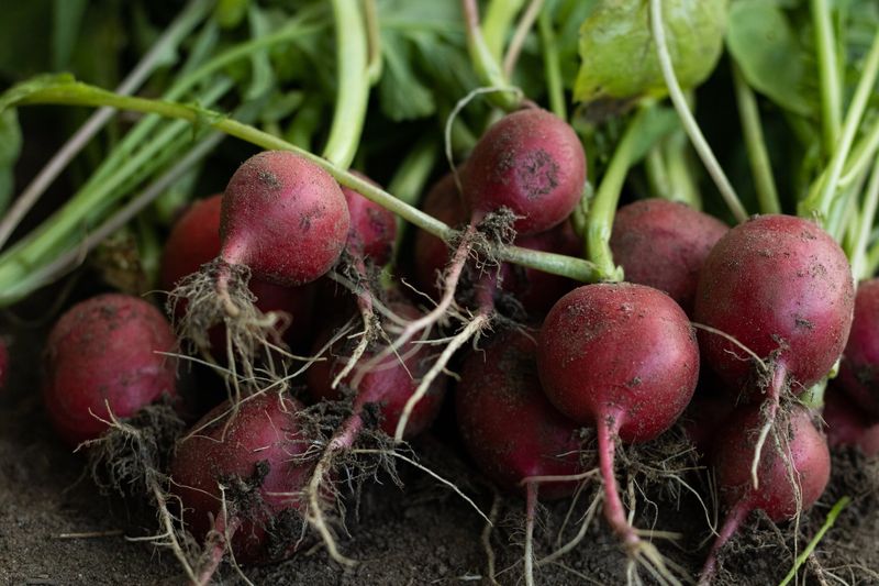 Radishes: Ready in a Flash