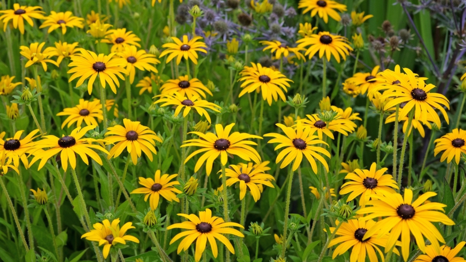 14 Easy Perennials That Deliver Year After Year (With 6 Letdowns To Skip)
