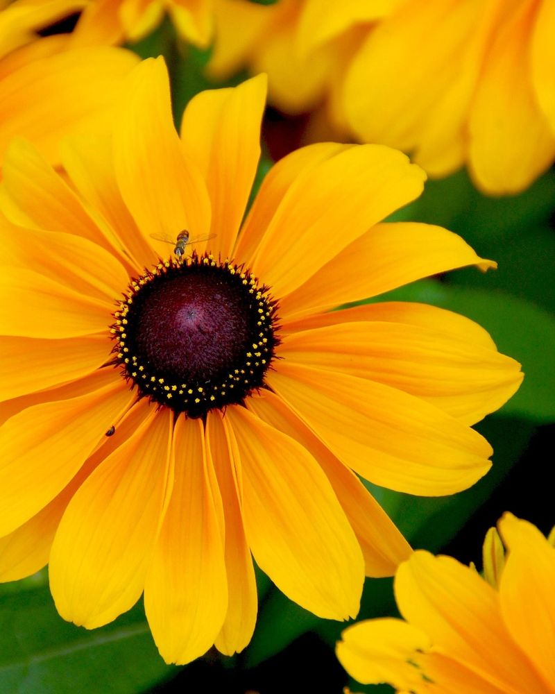 Black-Eyed Susan