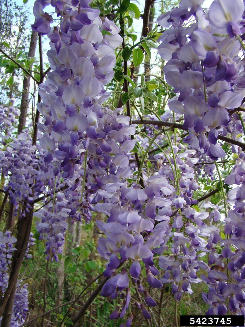 Chinese Wisteria (Wisteria sinensis)