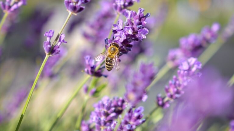 bee feeding on a lavender flower