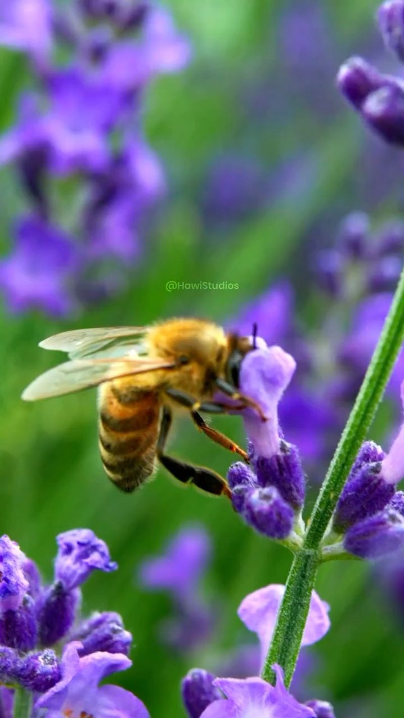 Lavender: Purple Paradise for Pollinators