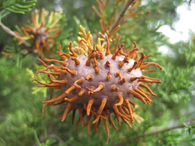 Apple Trees and Cedar Shrubs