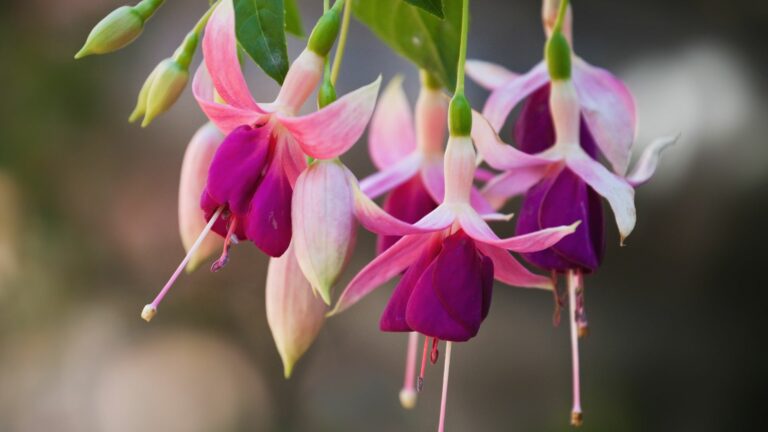 Fuchsia