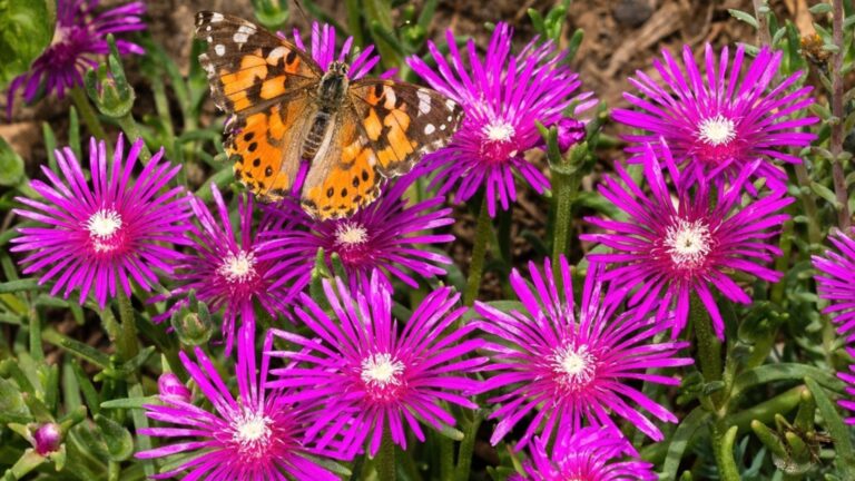 ice plant in full bloom