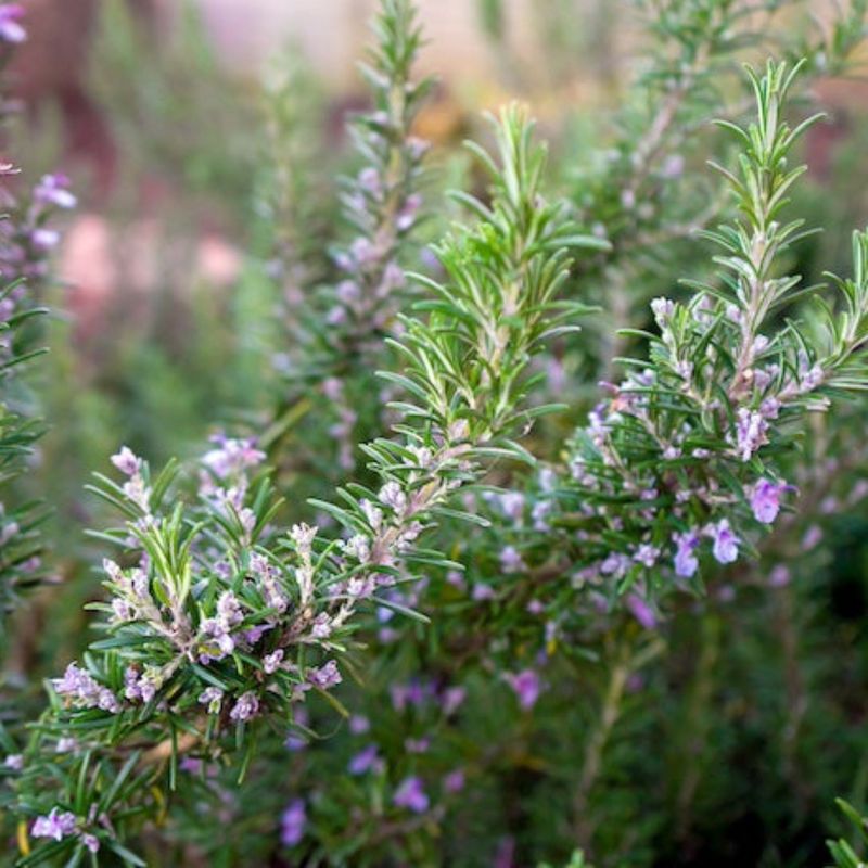 Rosemary: The Desert Survivor
