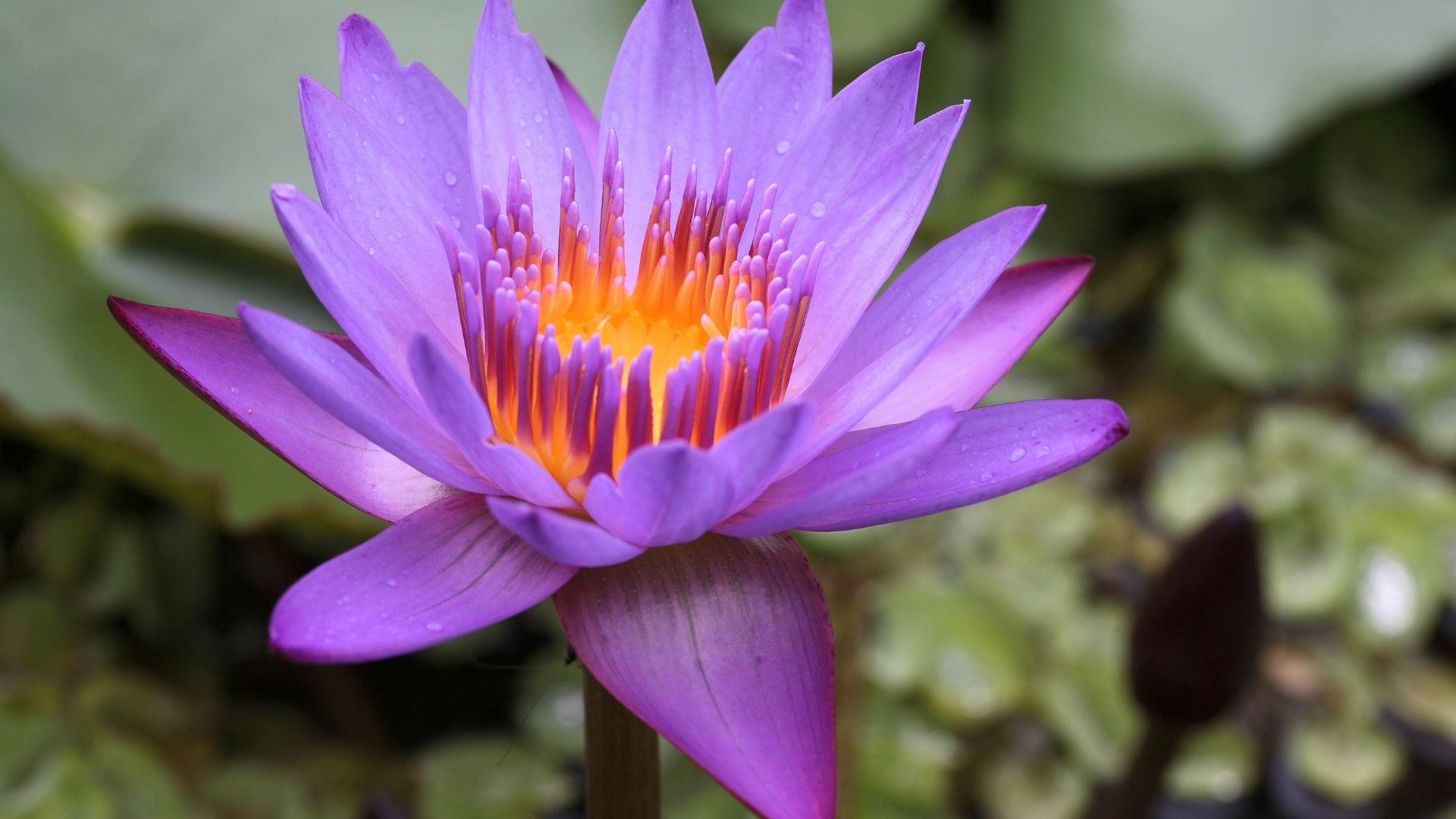 Sacred lotus