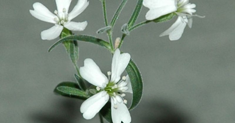 Silene stenophylla - The 32,000-Year-Old Beauty