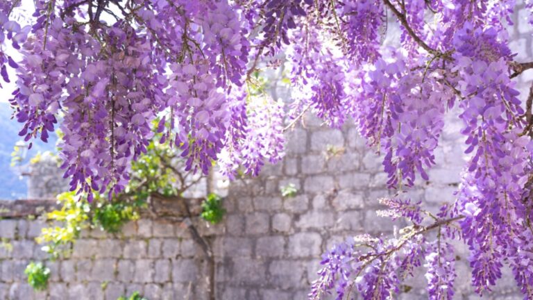 wisteria spring bloom display