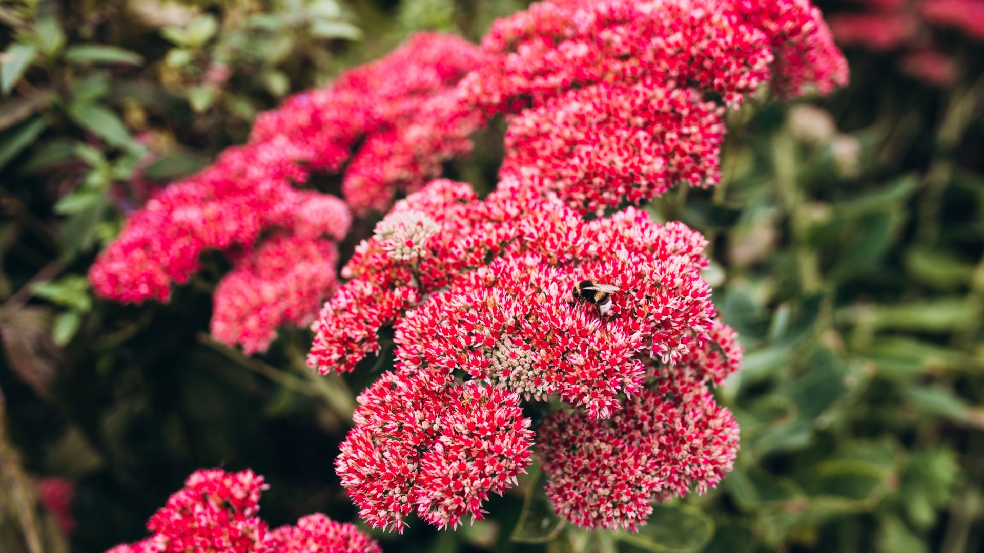pink sedum