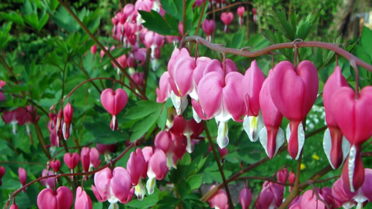 bleeding heart plant
