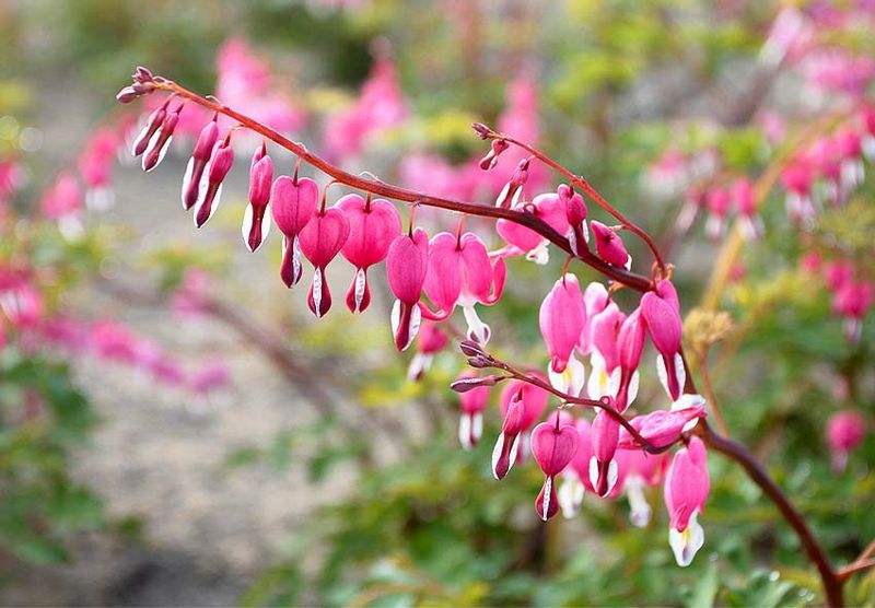 Delicate Bleeding Hearts Become Overwhelmed