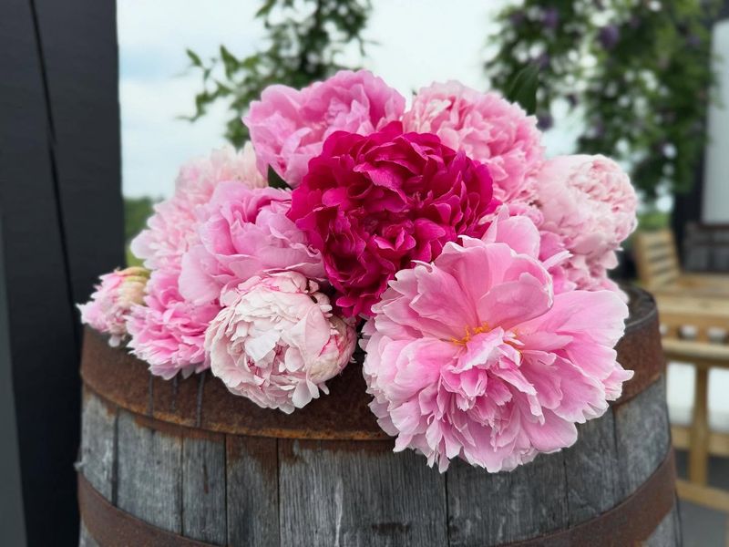 Peonies - The Showstopping Stunners