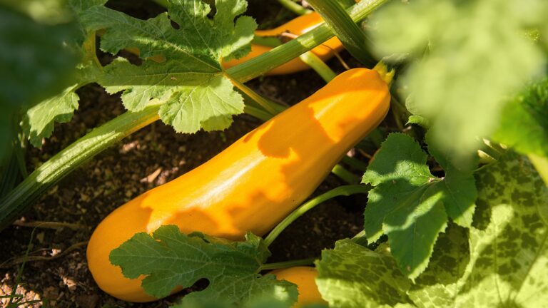 summer squash