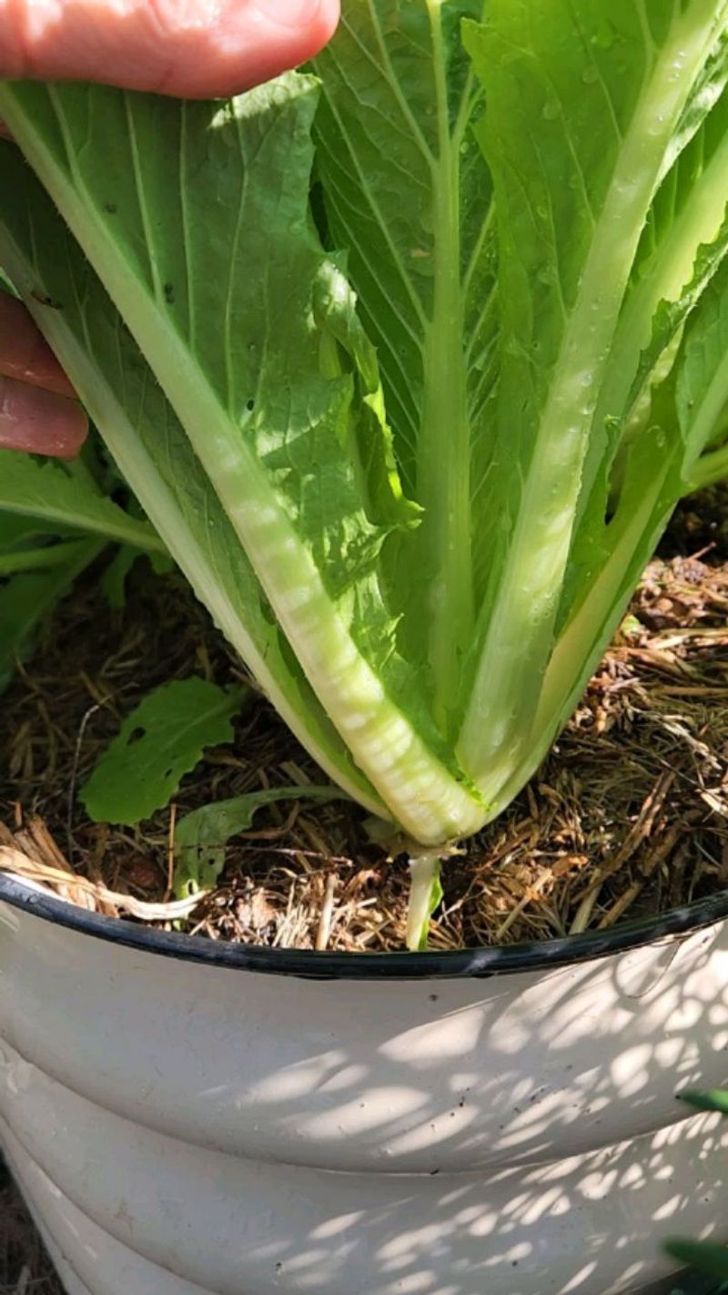 Radishes - The Quick Neighbor