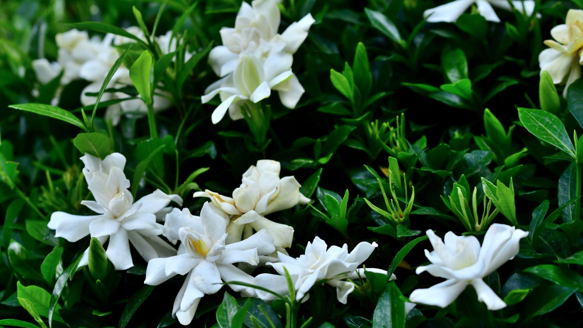 Gardenias